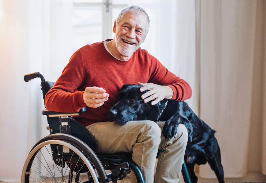 A disabled senior man in wheelchair indoors playing with a pet dog at home. Copy space.