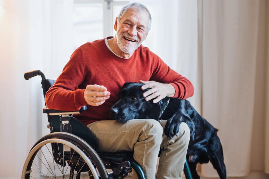 A disabled senior man in wheelchair indoors playing with a pet dog at home. Copy space.